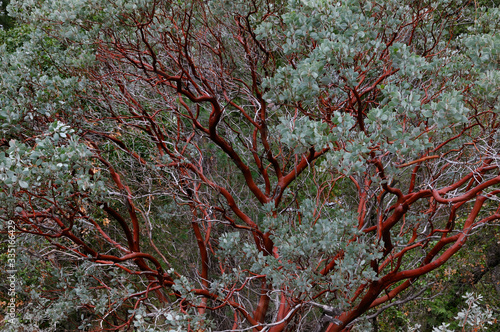 Red bark of the evergreen Manzanita tree in Yosemite National Park in winter photo