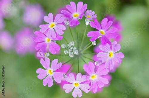 真上から見た桜草1