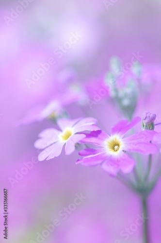 桜草の花1