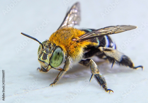The blue banded bee is catching on the white board