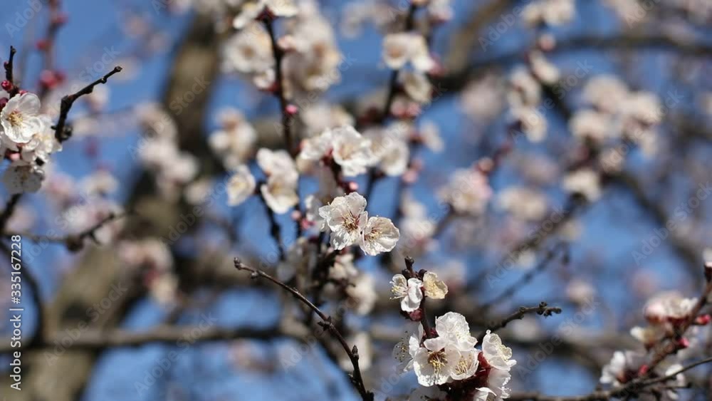 Spring easter background. Beautiful blooming apricot trees. Apricot tree inflorescences on a blurry background. Spring flowers. Lovely orchard. Abstract blurred background. Beautiful boke Spring easter background. Beautiful blooming apricot trees. Apricot tree inflorescences on a blurry background. Spring flowers. Lovely orchard. Abstract blurred background. Beautiful boke