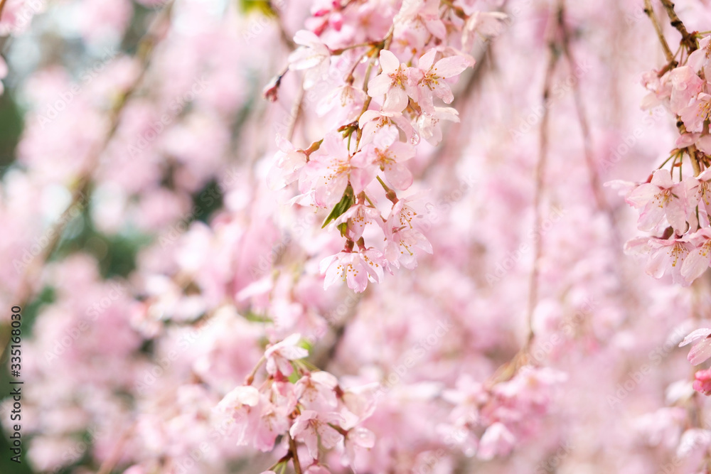 雨に濡れた枝垂れ桜