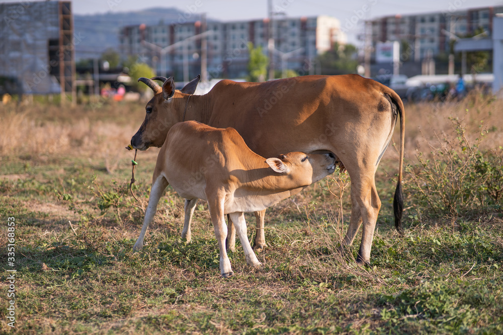 Close up mother cow with drinking calf in asian pasture Close up mother cow with drinking calf in asian pasture
