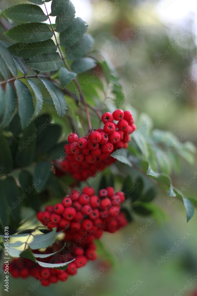 red berries on a bush