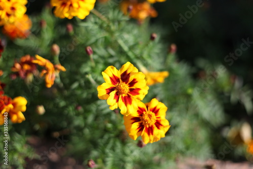 yellow flower in the garden