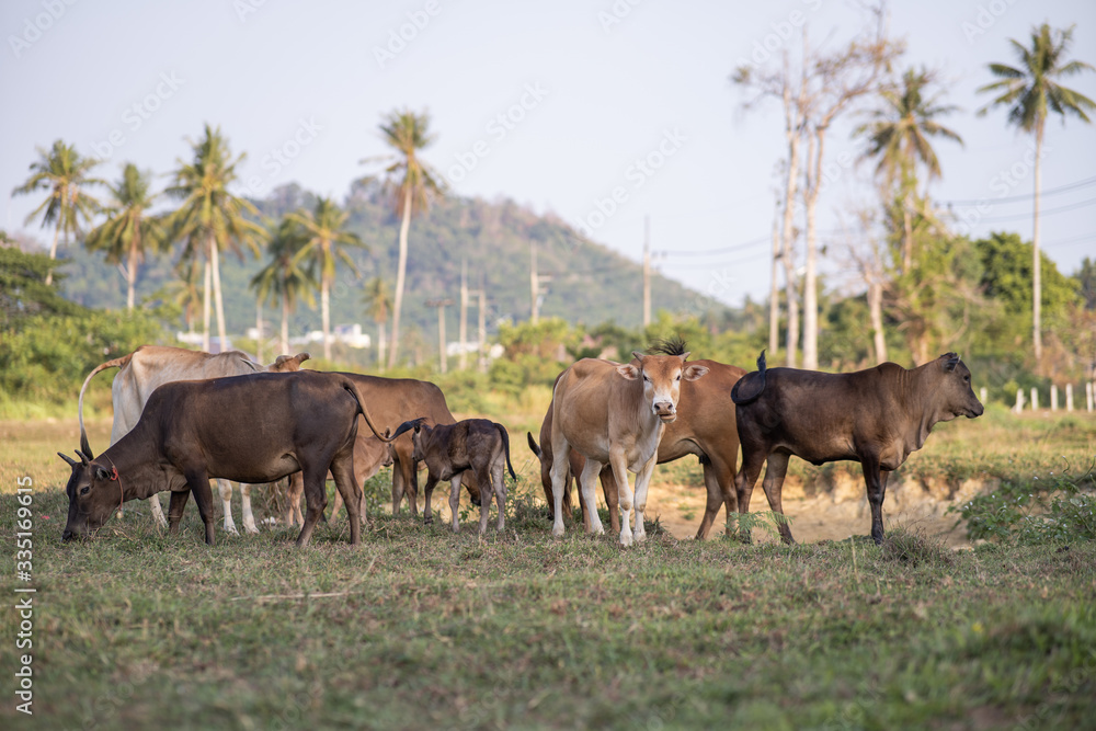 cows grazing on grassy green field with palm on a bright sunny day in Thailand. Summer countryside landscape and pasture for cows