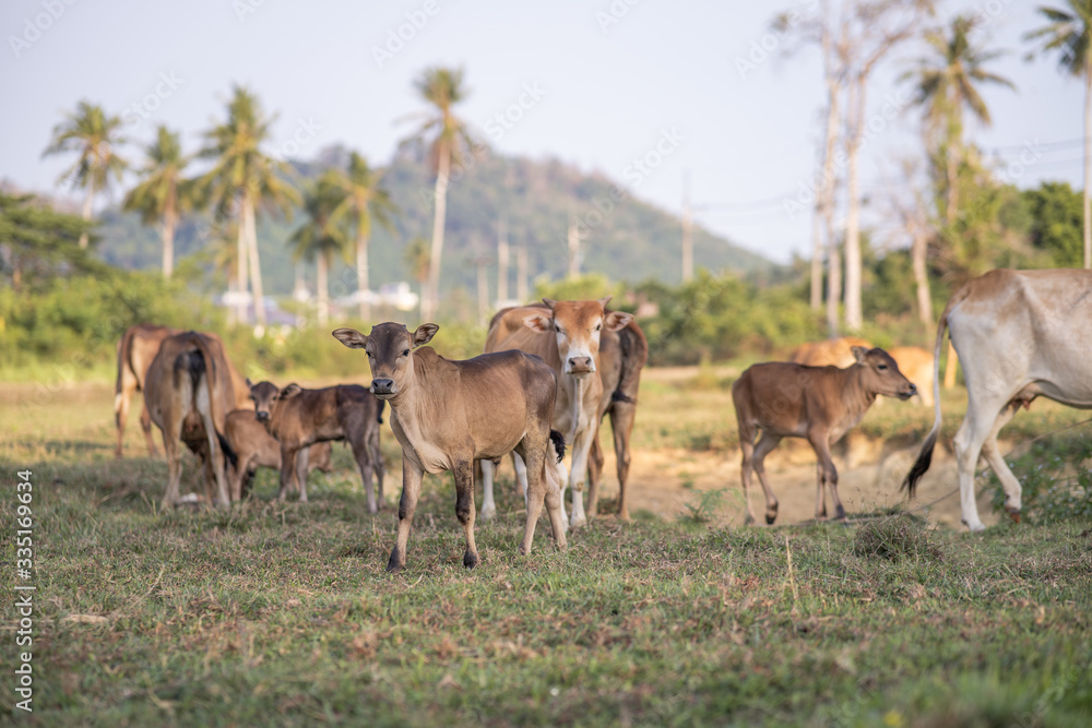 cows grazing on grassy green field with palm on a bright sunny day in Thailand. Summer countryside landscape and pasture for cows cows grazing on grassy green field with palm on a bright sunny day in Thailand. Summer countryside landscape and pasture for cows