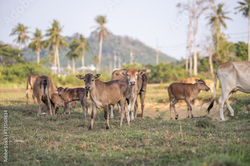 Wallpaper Mural cows grazing on grassy green field with palm on a bright sunny day in Thailand. Summer countryside landscape and pasture for cows Torontodigital.ca