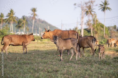 cows grazing on grassy green field with palm on a bright sunny day in Thailand. Summer countryside landscape and pasture for cows