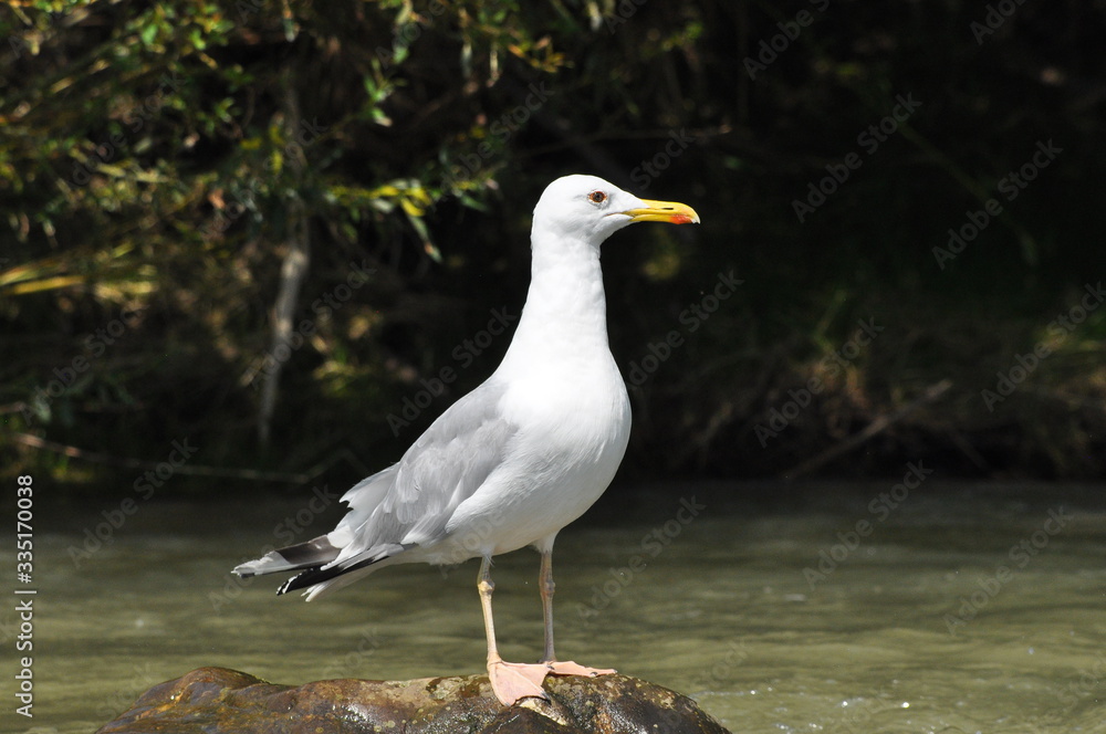 Caspian gull with white plumage standing and resting on a stone on the river Caspian gull with white plumage standing and resting on a stone on the river