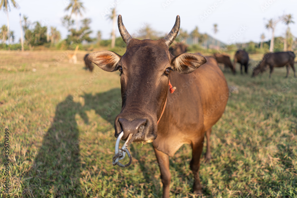 Close up funny cow looking suspicious to the camera Close up funny cow looking suspicious to the camera