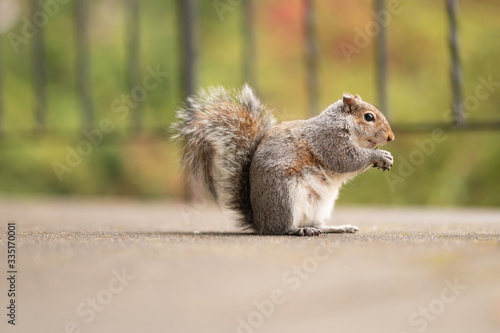 Portrait of a cute squirrel with a nut in the mouth. Wildlife photography in the park. Feeding the small mammals. Funny and fluffy gray and red squirrels with big tails. Green background