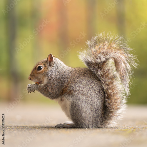 Сute red squirrel eating a nut. Wildlife photography in the nature. Mammals feeding with nuts in the park. Gray squirrels with fluffy tails. Square picture with a green background. © Anton