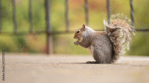 Сute red squirrel eating a nut. Wildlife photography in the nature. Mammals feeding with nuts in the park. Gray squirrels with fluffy tails. Copy space