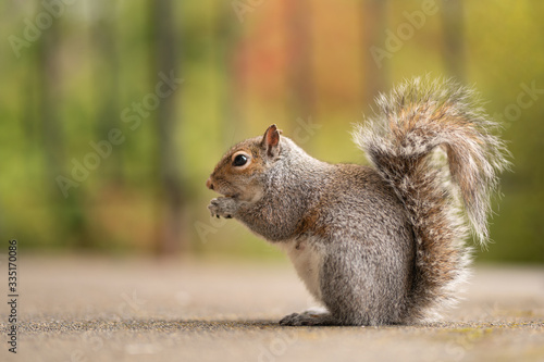  ute red squirrel eating a nut. Wildlife photography in the nature. Mammals feeding with nuts in the park. Gray squirrels with fluffy tails. Green background.