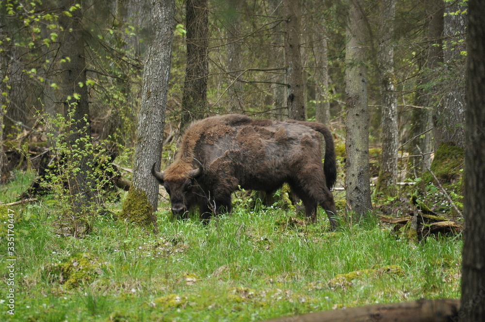 European bison grazing in a forest clearing in the Bialowieza Forest National Park in Poland European bison grazing in a forest clearing in the Bialowieza Forest National Park in Poland