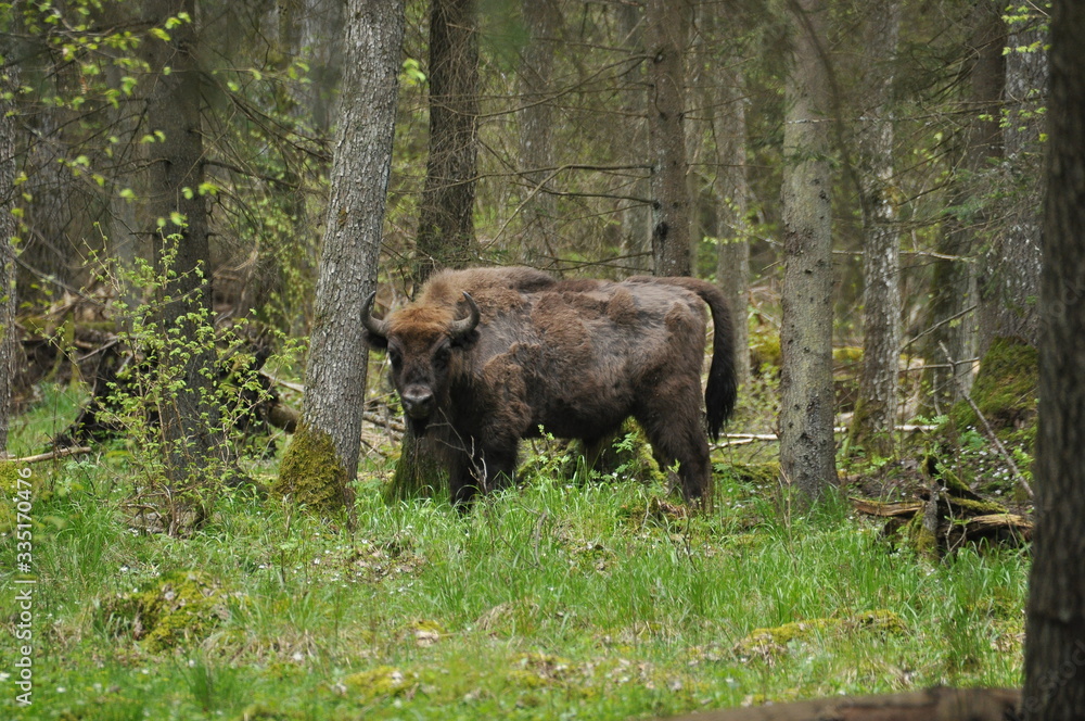 European bison grazing in a forest clearing in the Bialowieza Forest National Park in Poland European bison grazing in a forest clearing in the Bialowieza Forest National Park in Poland