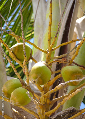 Green coconut in sunny beach day, coconut concept