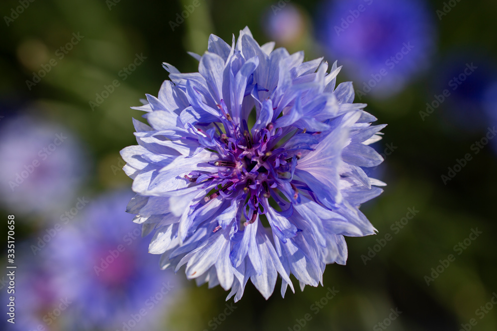 Blue flowers of cornflowers in the field on green background Blue flowers of cornflowers in the field on green background
