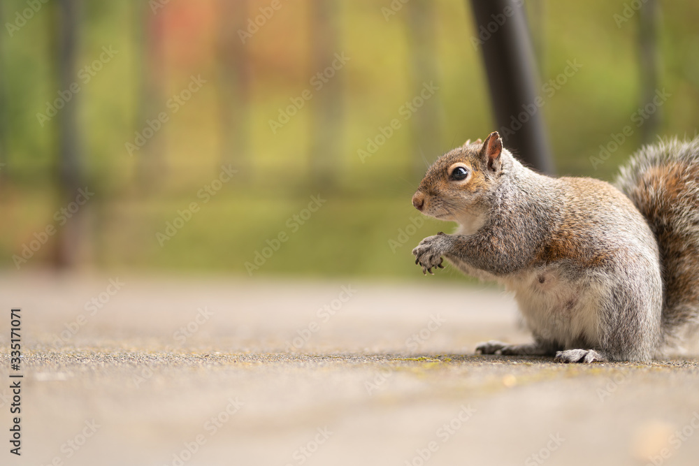 Fototapeta premium Gray fluffy squirrel looking for a nut. Picture of a cute and funny animal in nature. Red-haired mammal. Feeding squirrels in the park and forest. Copy space