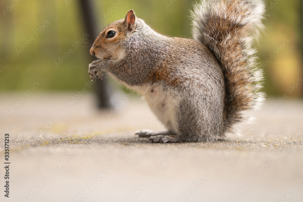 Charming squirrel eats nuts in the spring. Picture of a cute animal in the park. Habitat of a gray mammal. Wildlife photography. Green background Charming squirrel eats nuts in the spring. Picture of a cute animal in the park. Habitat of a gray mammal. Wildlife photography. Green background