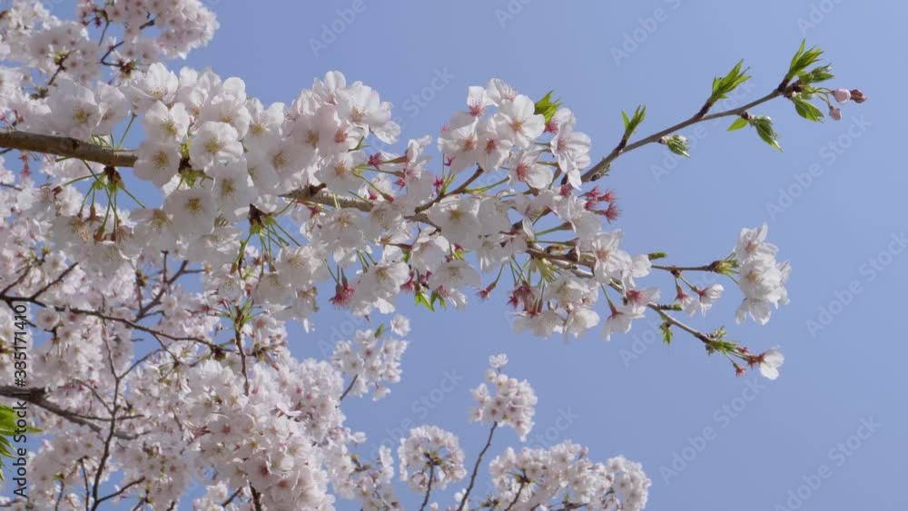 満開の桜