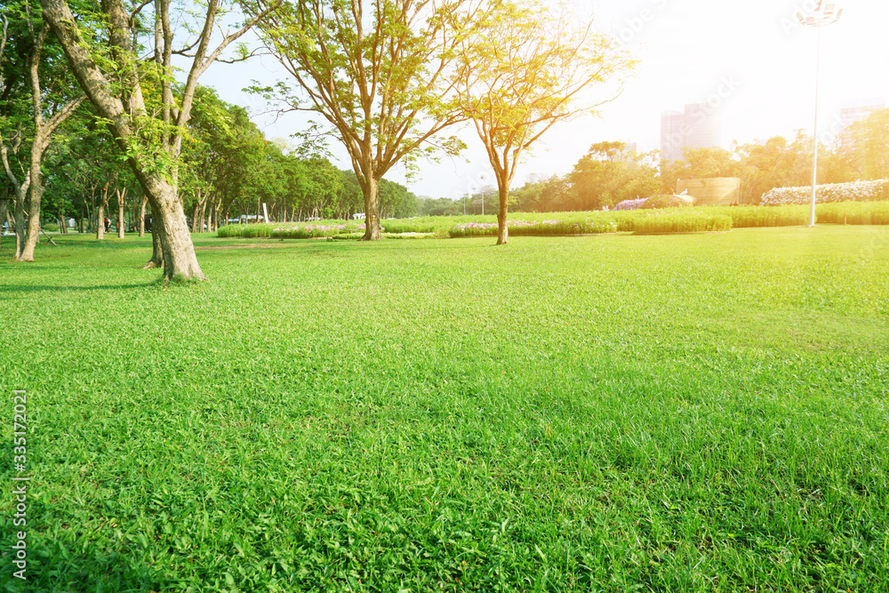 A fresh green lawn in the park, trees on the left and right, field of cosmos on background in morning sunlight