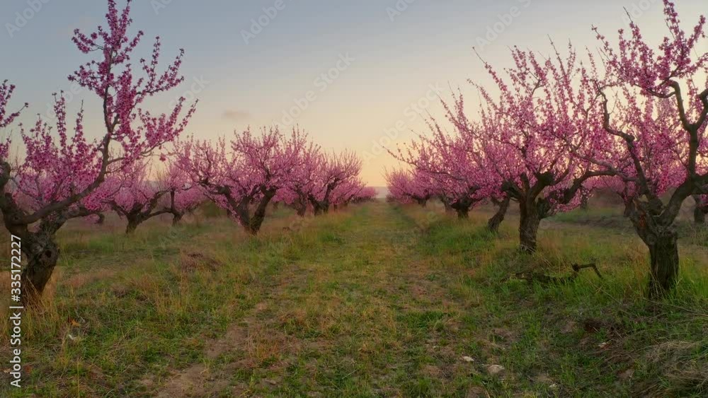 Orchard blooming spring garden. Nature composition.