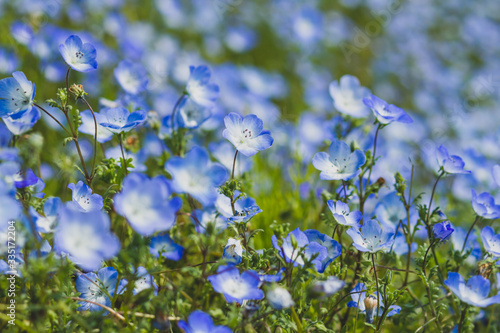 Field of Nemophila, or baby blue eyes (Nemophila menziesii, California bluebell), in soft light and shadow.