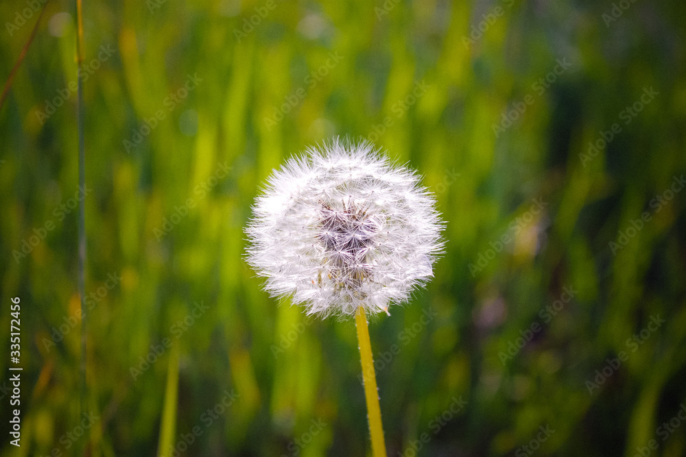 Naklejka premium Nature