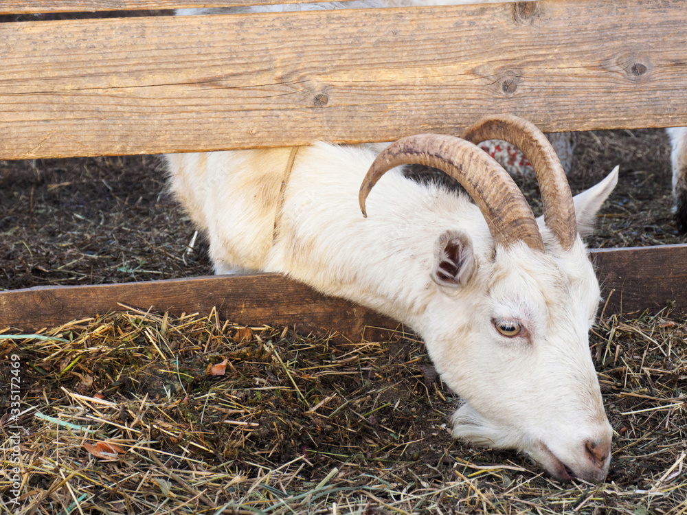 White goat eat hay in a barn. Village, country and livestock concept White goat eat hay in a barn. Village, country and livestock concept