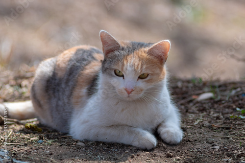 Wild cats on the streets