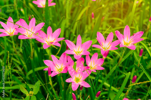 Beautiful little pink Rain lily petals blooming on fresh green linear leaves   called in Rain Flower plant for landscaped design