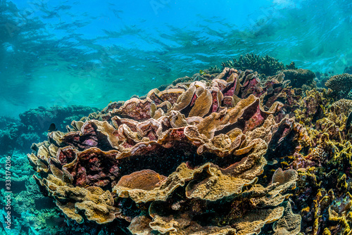 Fototapeta Naklejka Na Ścianę i Meble -  Pristine and colorful coral reef in crystal clear blue water