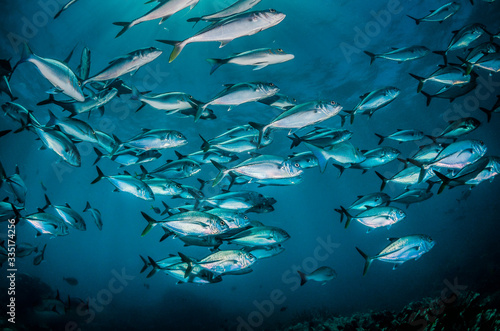 Pelagic schooling fish swimming in deep blue ocean