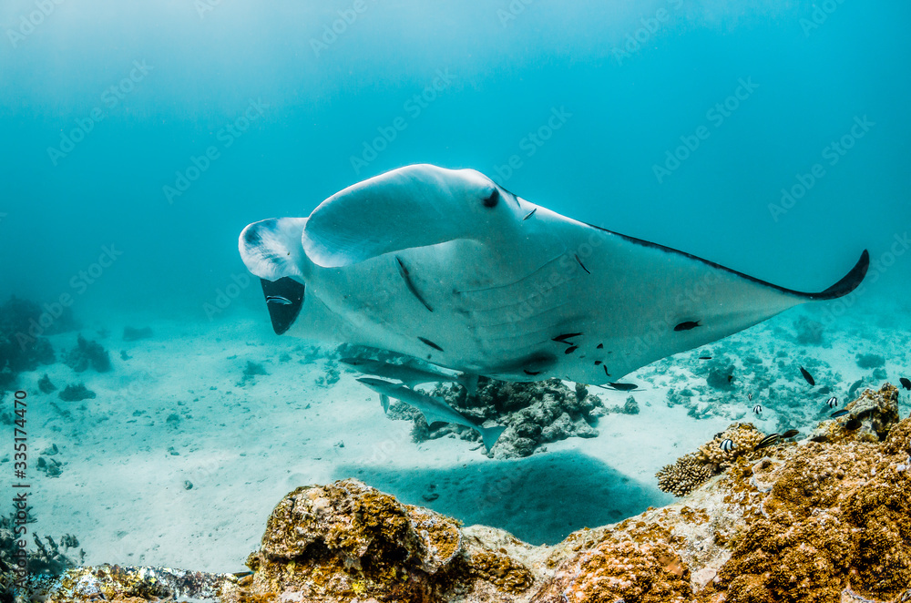 Naklejka premium Manta Ray swimming in the wild in clear turquoise water