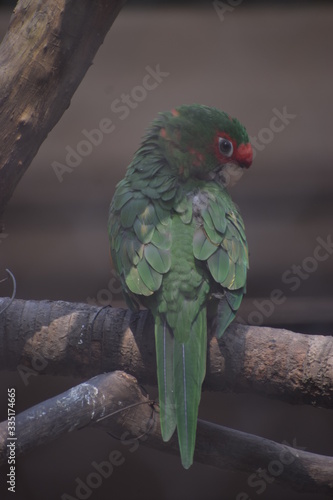 red and yellow macaw