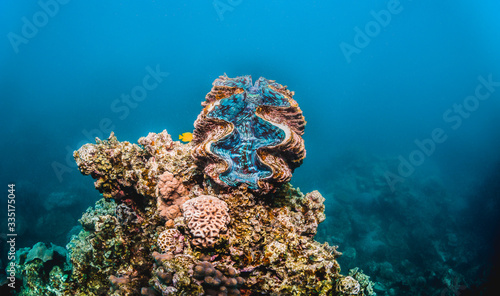 Fényképezés Giant clam perched on top of coral reef in shallow blue water
