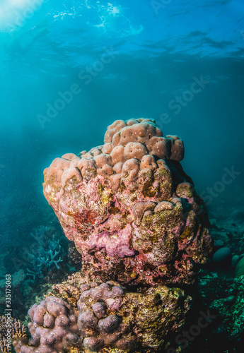 Colorful coral reef in shallow clear water