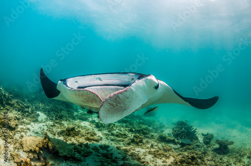 Manta ray swimming in the wild in clear turquoise water