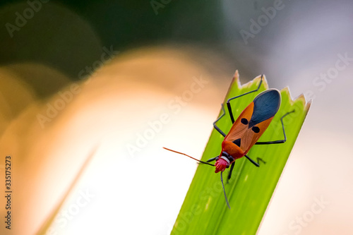 ladybug on leaf © Zairi