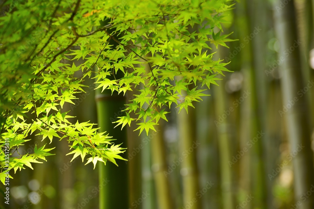 木漏れ日が光る竹林の竹と青紅葉です