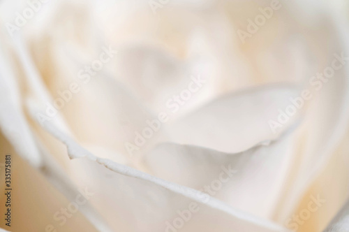 Rose flower fragment macro