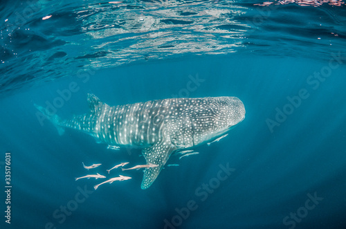 Whale shark swimming in the wild in clear blue ocean