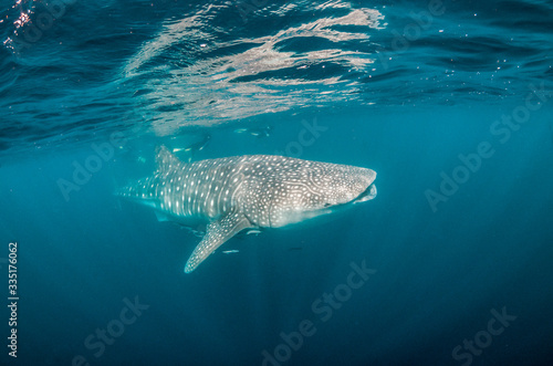 Whale shark swimming in the wild, with snorkelers swimming alongside
