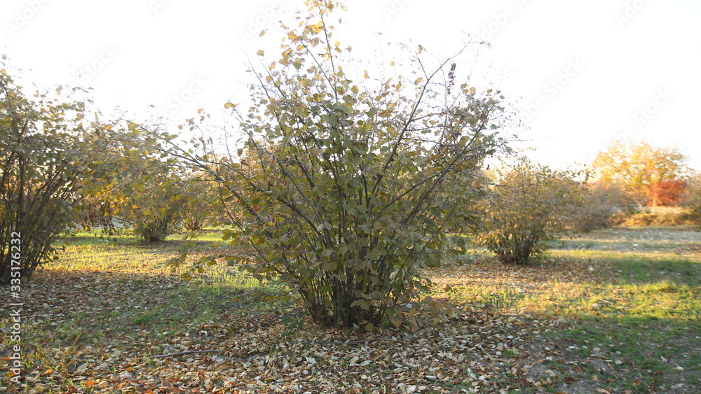 In the autumn garden grow bushes of cultivated hazelnuts In the autumn garden grow bushes of cultivated hazelnuts