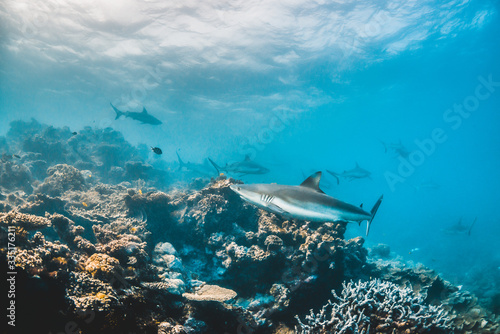 Grey reef shark swimming among coral reef in the wild