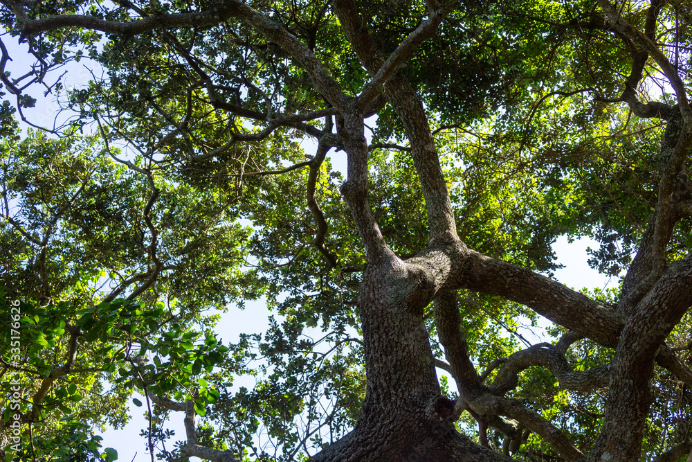 Tree Tree