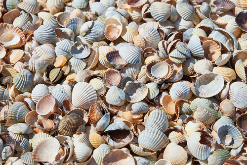 Shell background. Colorful shells on sand beach. Space for text.