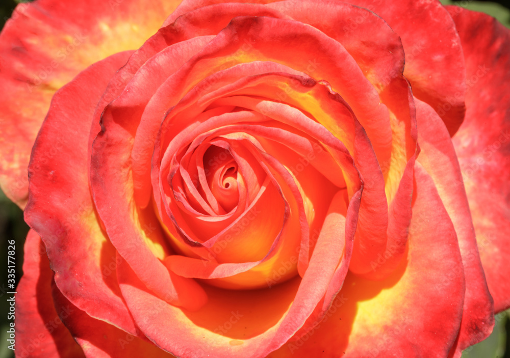 Rose in Bloom at Springtime in Northern California Rose in Bloom at Springtime in Northern California